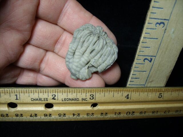 Indiana Fossil Crinoid  (102721g) - Image 2