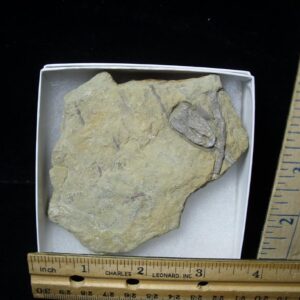 Indiana Fossil Crinoid  (102721h)