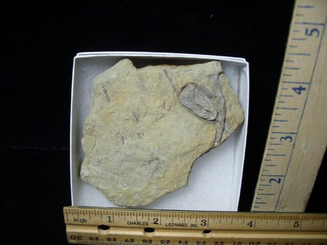 Indiana Fossil Crinoid  (102721h)