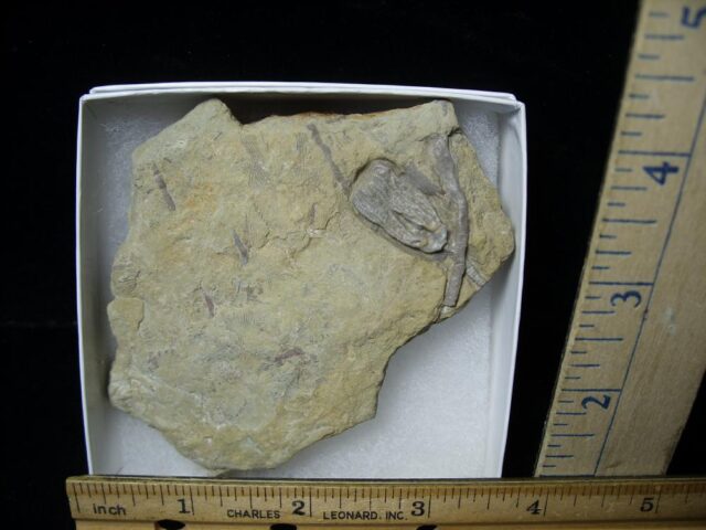 Indiana Fossil Crinoid  (102721h) - Image 2