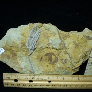 Indiana Fossil Crinoid  (102721k)
