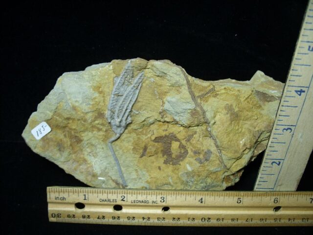 Indiana Fossil Crinoid  (102721k)