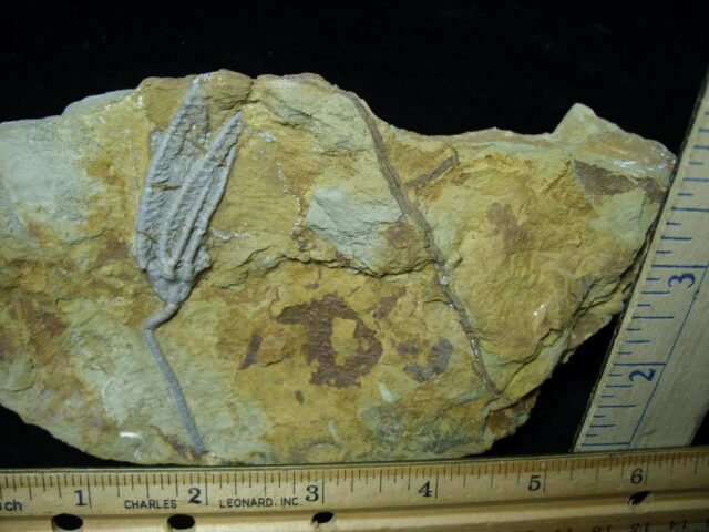 Indiana Fossil Crinoid  (102721k) - Image 2