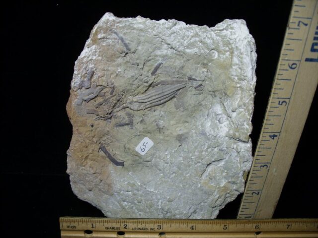 Indiana Fossil Crinoid  (102721m)