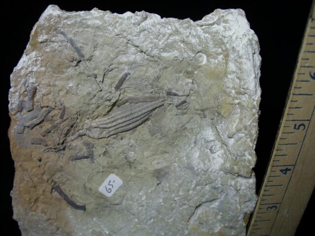 Indiana Fossil Crinoid  (102721m) - Image 2