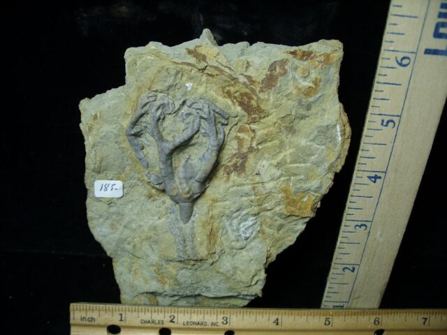 Indiana Fossil Crinoid  (102721r)