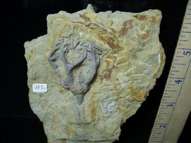 Indiana Fossil Crinoid  (102721r) - Image 2