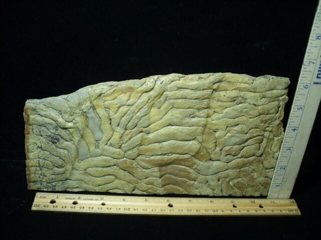 Stromatolite/Microbial Mat (102721w)
