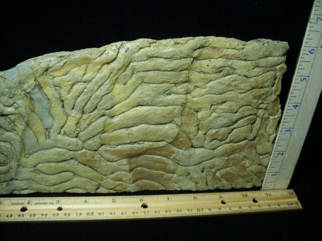 Stromatolite/Microbial Mat (102721w) - Image 2