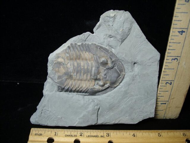 Fossilized Trilobite – Isotelus sp.(110321c) - Image 2
