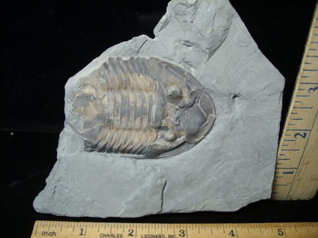 Fossilized Trilobite – Isotelus sp.(110321c)