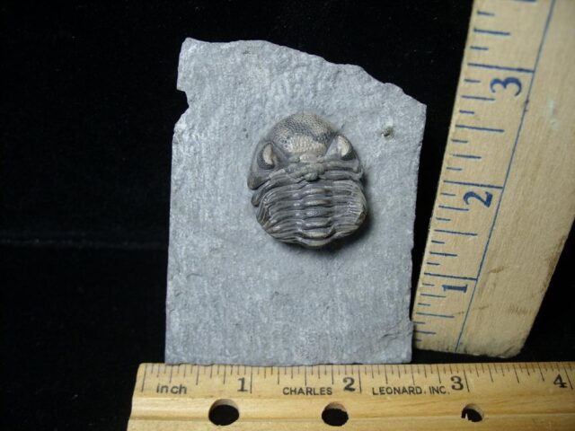 Fossilized Trilobite – Phacops rana rana  (110321e)