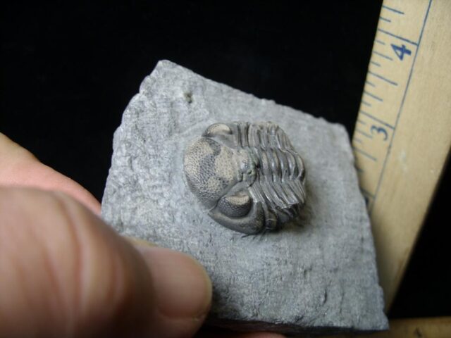 Fossilized Trilobite – Phacops rana rana  (110321e) - Image 2