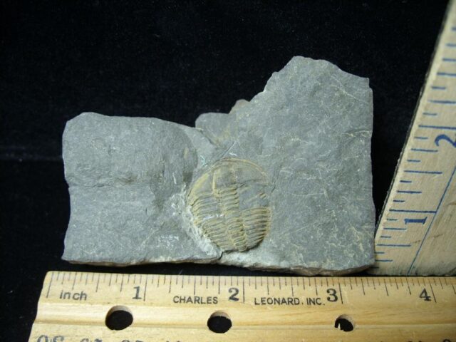 Fossilized Trilobite – Conocoryphe sulzeri  (110321f)