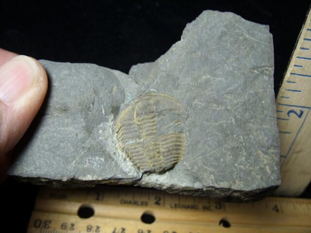 Fossilized Trilobite – Conocoryphe sulzeri  (110321f) - Image 2