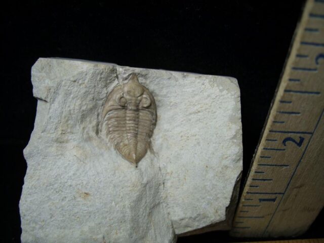 Fossilized Trilobite – Huntonia  (110321g)