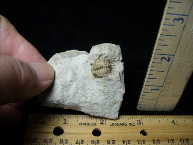 Fossilized Trilobite – Kettneraspis  (Leonaspis) (110321h