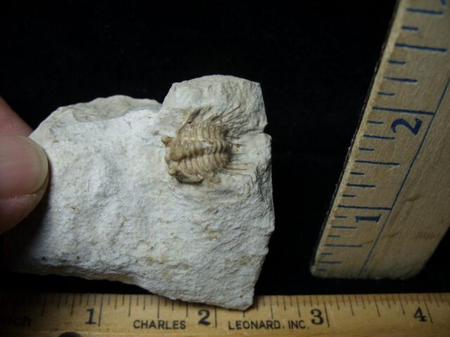 Fossilized Trilobite – Kettneraspis  (Leonaspis) (110321h - Image 2