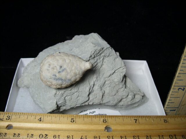Indiana Fossil Cystoid   (110321j)