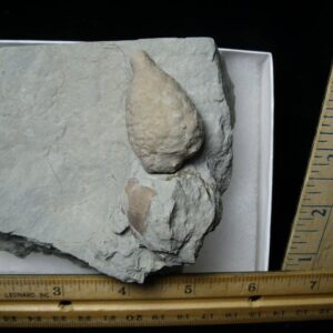 Indiana Fossil Cystoid   (110321n)