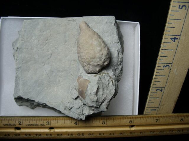 Indiana Fossil Cystoid   (110321n)