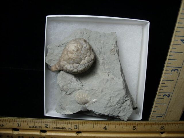 Indiana Fossil Cystoid   (110321s)