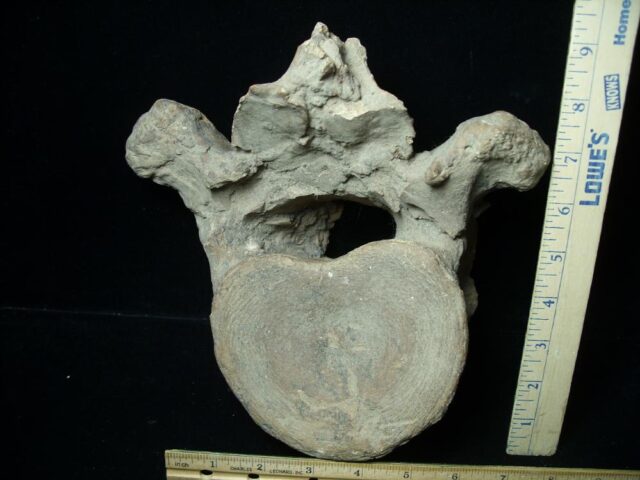 Columbian Mammoth Vertebra  (110321w)