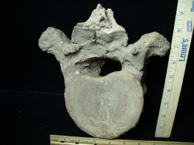 Columbian Mammoth Vertebra  (110321w) - Image 2