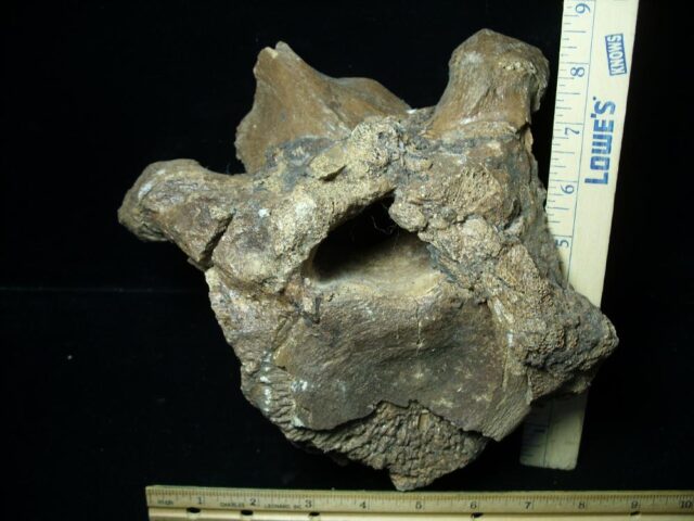 Columbian Mammoth Vertebra  (110321w) - Image 3