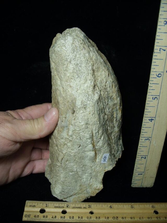 Triceratops Dinosaur Brow Horn Tip (110621b)