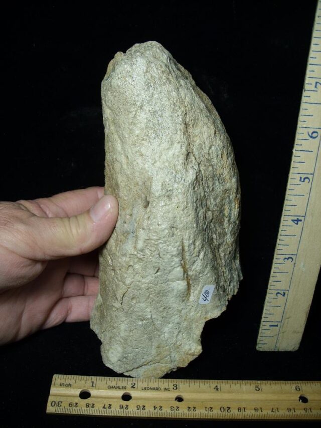 Triceratops Dinosaur Brow Horn Tip (110621b) - Image 4