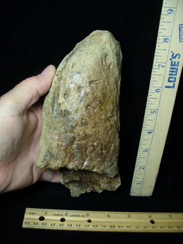 Triceratops Dinosaur Brow Horn Tip (110621b) - Image 2