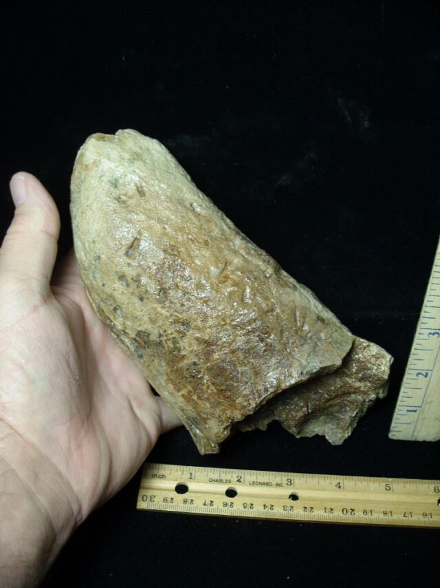 Triceratops Dinosaur Brow Horn Tip (110621b) - Image 3