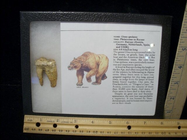 Fossilized Cave Bear Tooth  (110621e)
