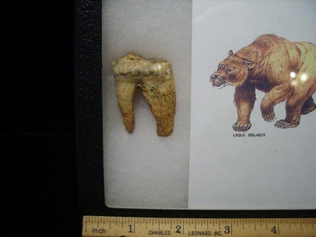Fossilized Cave Bear Tooth  (110621e) - Image 2
