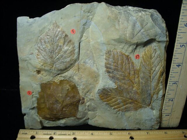 Fossil Leaves  (110621f)