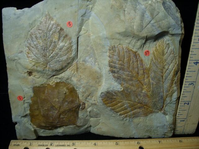 Fossil Leaves  (110621f) - Image 2