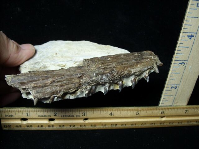 Cretaceous Fish Jaw with Teeth (110621g)