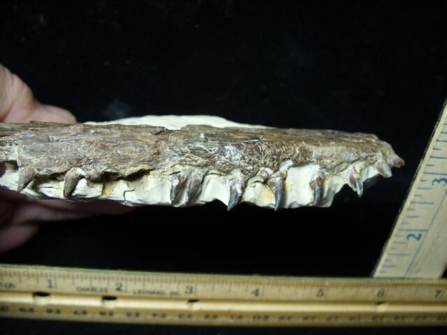 Cretaceous Fish Jaw with Teeth (110621g) - Image 2