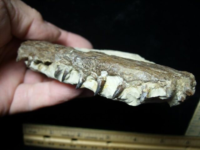 Cretaceous Fish Jaw with Teeth (110621g) - Image 3