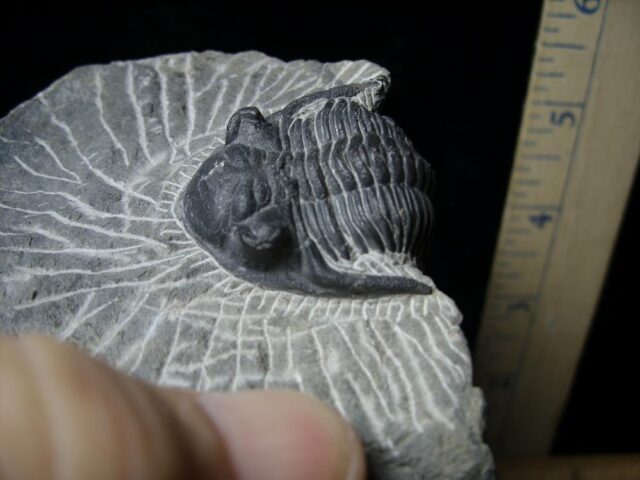 Fossilized Trilobite – Metacanthina  (110621h)..ON HOLD for PATTI C  11/15/21 - Image 2
