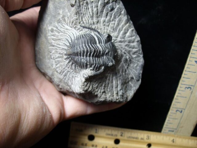 Fossilized Trilobite – Metacanthina  (110621h)..ON HOLD for PATTI C  11/15/21 - Image 3