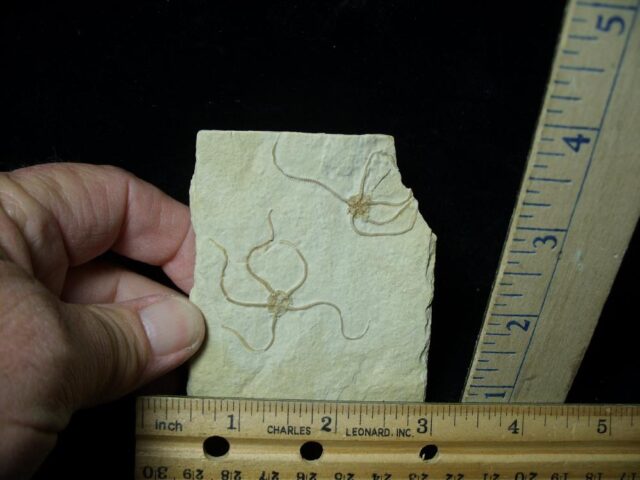 Fossilized Starfish on Matrix  (110621j)