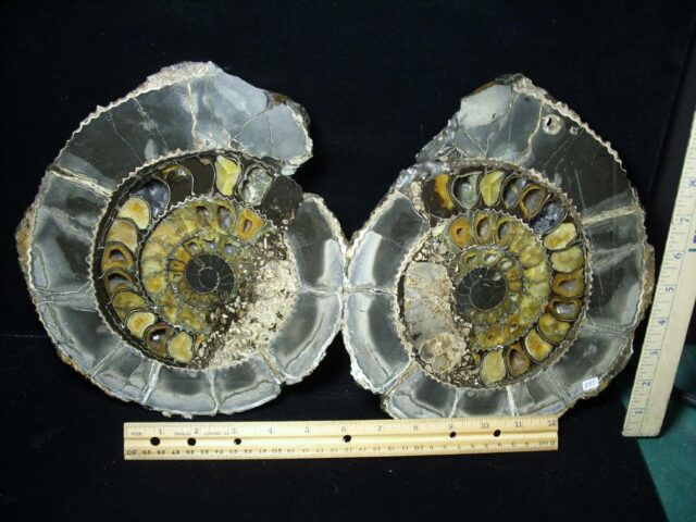 <span style="color: #ff0000;"> *END OF YEAR SPECIAL OFFER*   **SUPER PRICE REDUCTION** Beautiful Iridescent & Pyrite Sliced & Polished Ammonite (110821x)