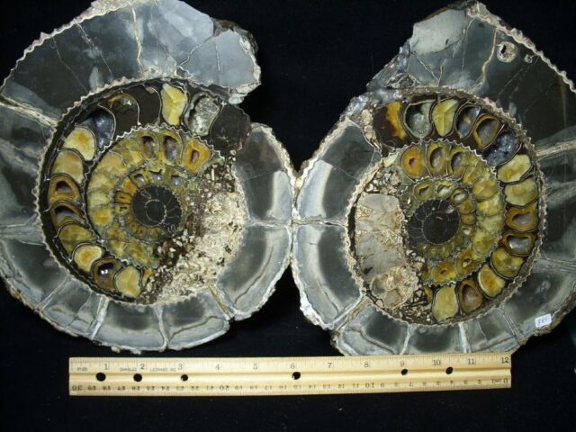 <span style="color: #ff0000;"> *END OF YEAR SPECIAL OFFER*   **SUPER PRICE REDUCTION** Beautiful Iridescent & Pyrite Sliced & Polished Ammonite (110821x) - Image 3