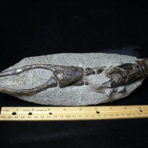 Fossilized Lobster – Arthropod (Crustacean)  (110721p) * “SPECIAL - BELOW DEALER COST ” *
