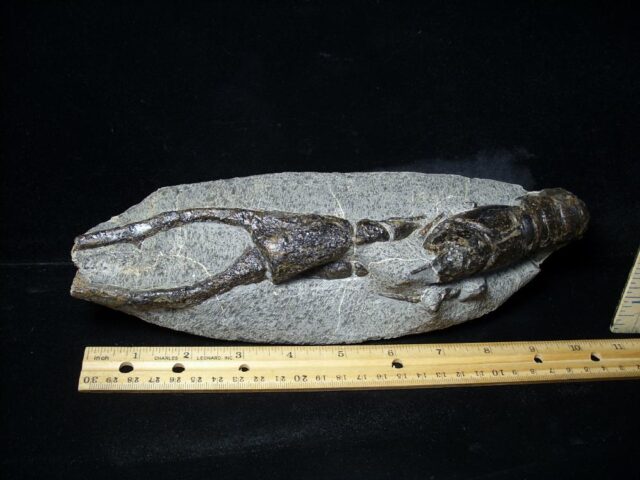 Fossilized Lobster – Arthropod (Crustacean)  (110721p) * “SPECIAL - BELOW DEALER COST ” *