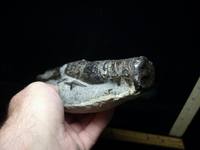 Fossilized Lobster – Arthropod (Crustacean)  (110721p) * “SPECIAL - BELOW DEALER COST ” * - Image 3