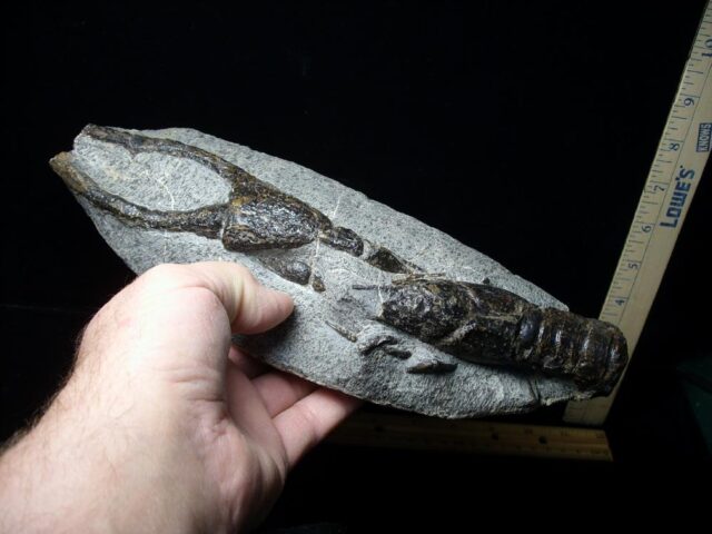 Fossilized Lobster – Arthropod (Crustacean)  (110721p) * “SPECIAL - BELOW DEALER COST ” * - Image 2