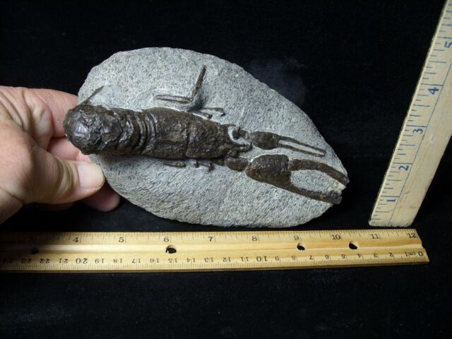 Fossilized Lobster – Arthropod (Crustacean)  (110721n) ...OM HOLD for Andrew F